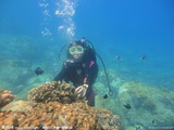 珊瑚潜水